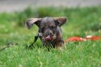 Honings hondenopvoeding