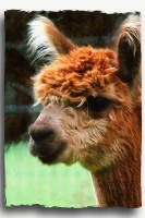 alpaca art1