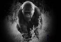 gorilla