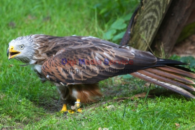 Freiwildpark Gangelt